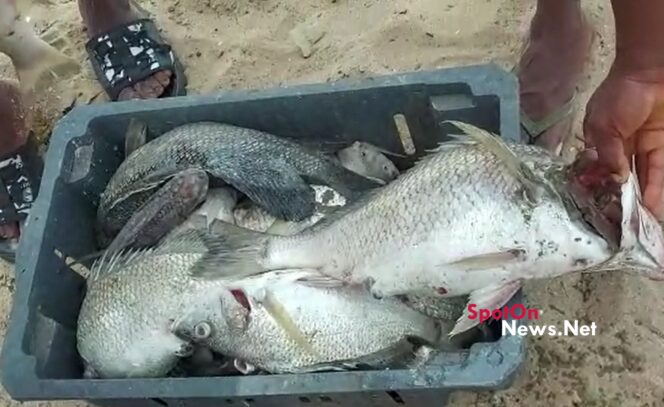 FDA cautions public against consumption of dead fish washed ashore FDA